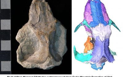 Late-surviving stem mammal links the lowermost Cretaceous of North America and Gondwana