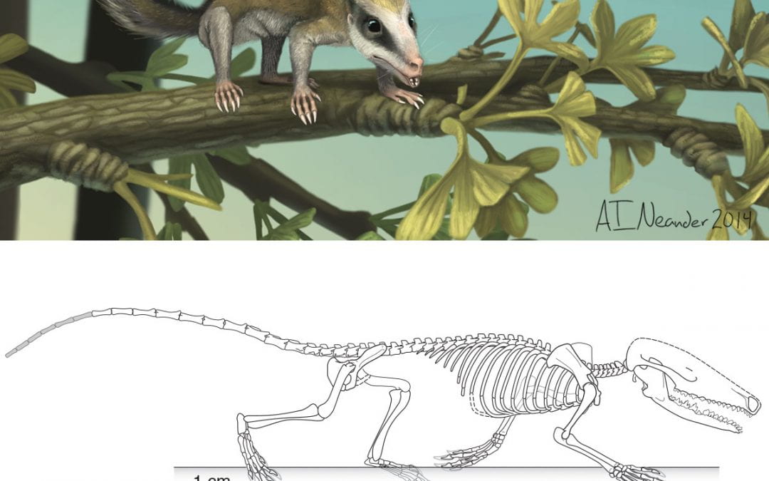 Agilodocodon and Docofossor: arboreal and fossorial Docodonts