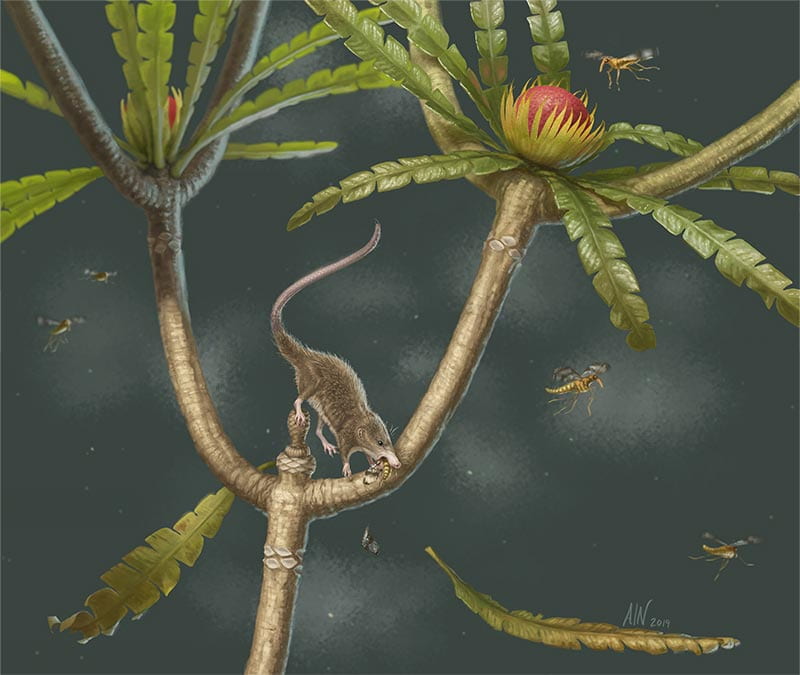 New Jurassic mammaliaform sheds light on early evolution of mammal-like hyoid bones