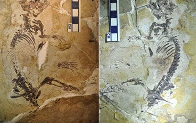 Earliest Evolution of Multituberculate Mammals Revealed by a New Jurassic Fossil