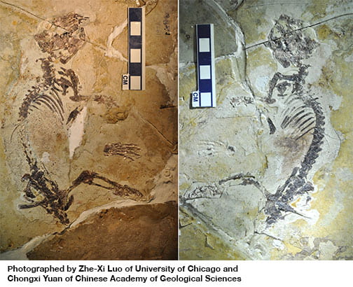 Earliest Evolution of Multituberculate Mammals Revealed by a New Jurassic Fossil