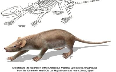 A Cretaceous eutriconodont and integument evolution in early mammals